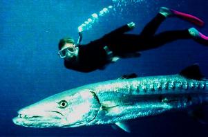 Diving the ss"Yongala"
