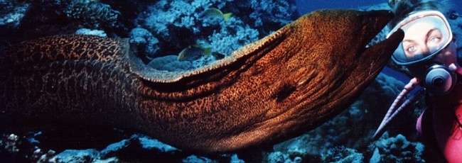 moray_cod_hole650x230