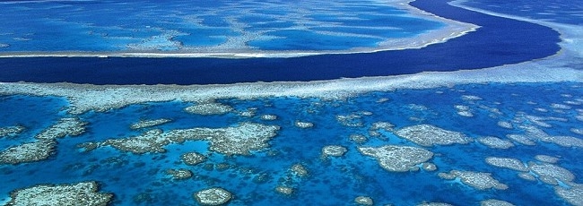 reef650