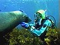 Adventures in Diving